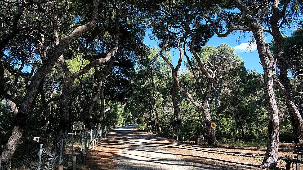 Πάρκο Πευκιάς — μονοπάτι κάτω από τα πεύκα